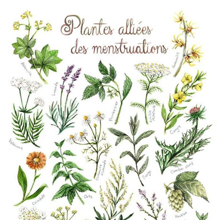 Mathilde Cinq-Mars Illustration - Calendrier 2024